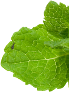 herbs